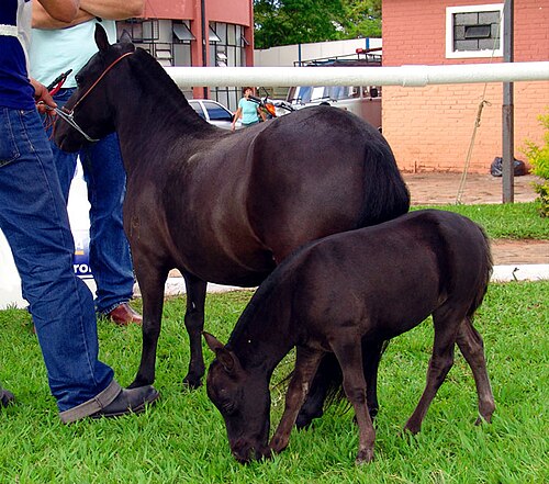 Brazilian pony
