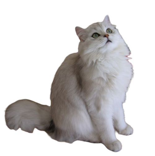 British Longhair