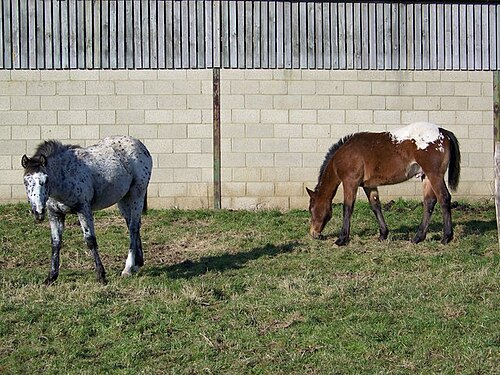 British Spotted pony