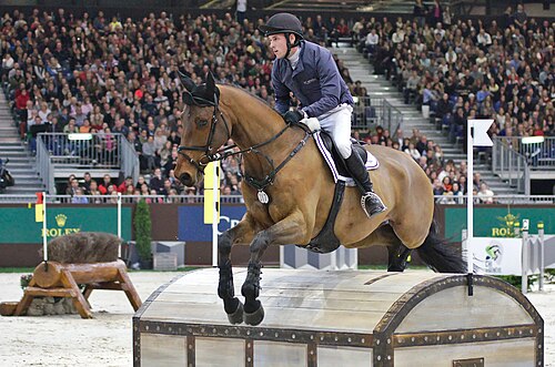 British Warmblood