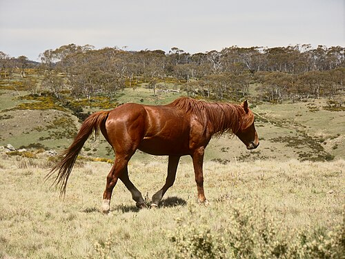 Brumby