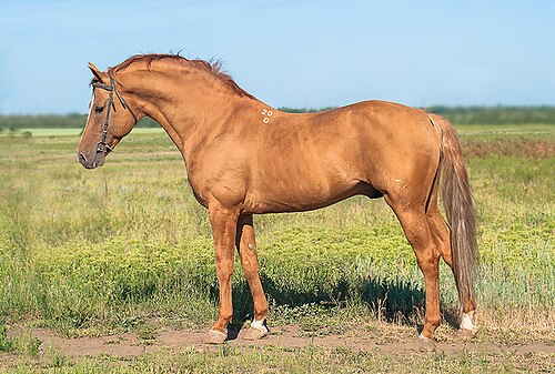 Budyonny horse