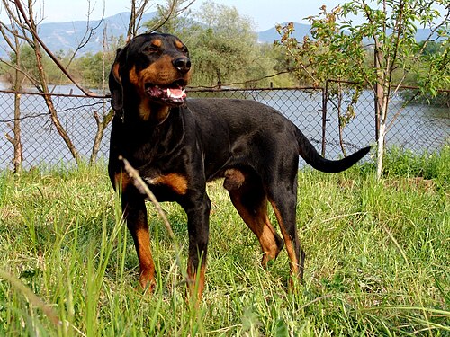Bulgarian Scenthound