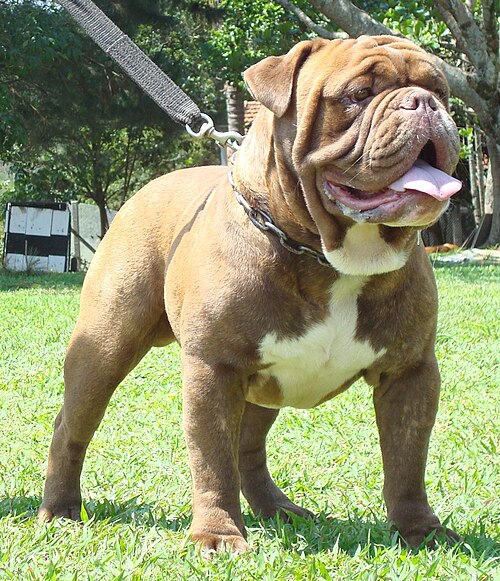 Bullbras