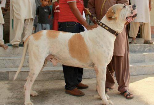 Bully Kutta