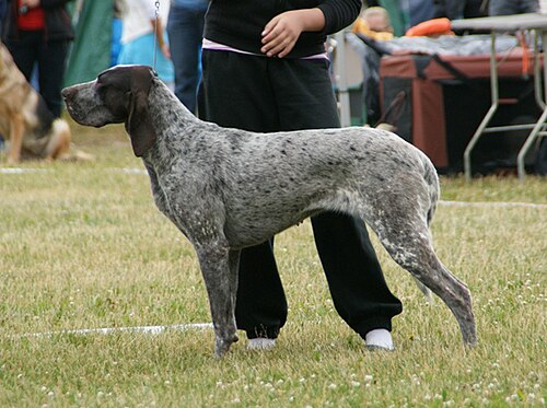 Burgos Retriever