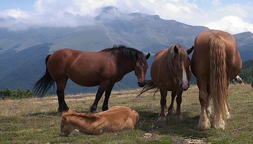 Burguete horse