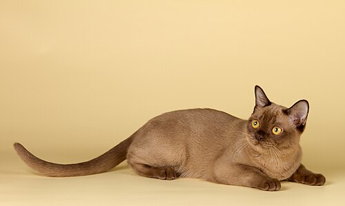 Burmese