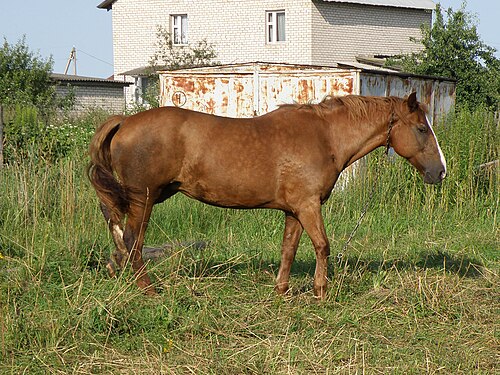 Byelorussian Harness