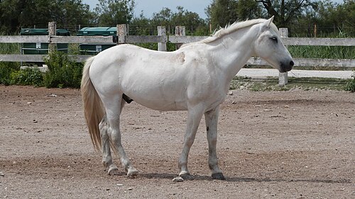 Camargue horse