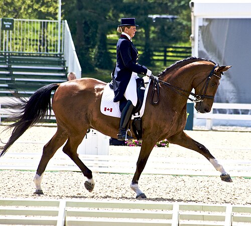 Canadian Sport Horse