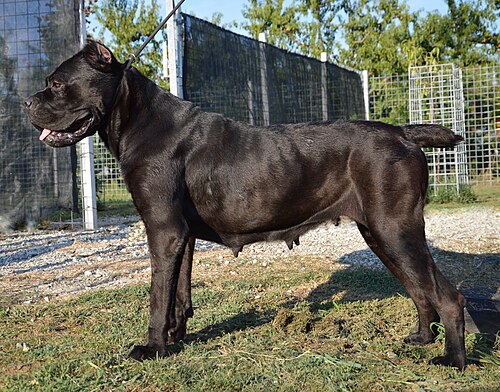 Cane Corso