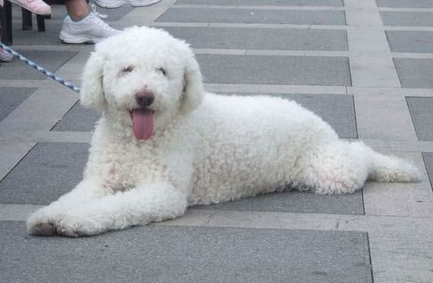 Cantabrian Water Dog