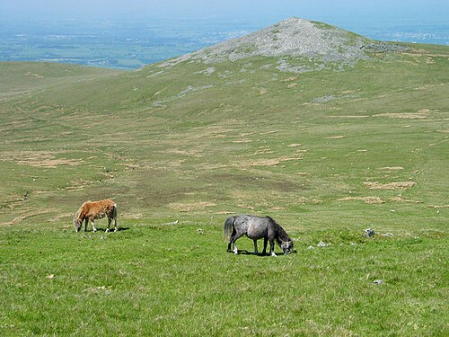Carneddau pony
