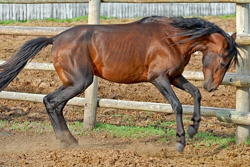 Caspian horse