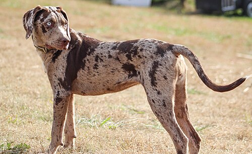 Catahoula Leopard Dog