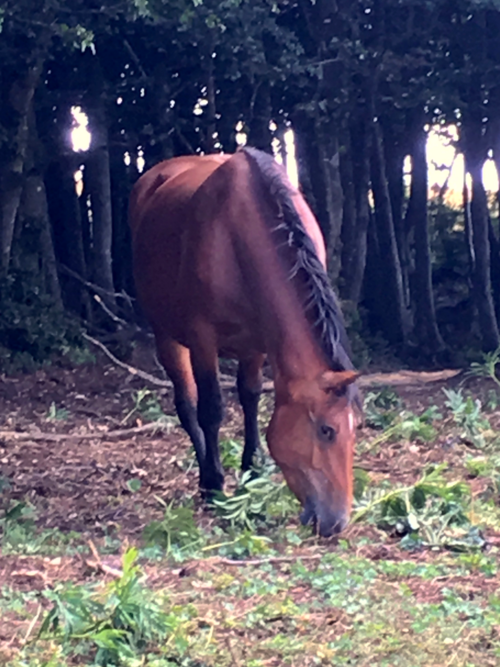 Catria horse