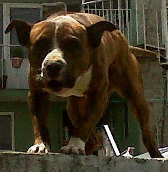 Chamuco