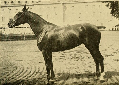 Charolais horse