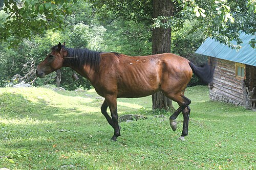 Chernomor