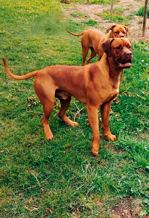 Chilean Dogo