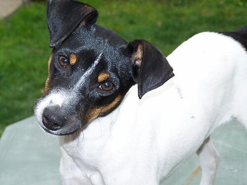 Chilean Fox Terrier