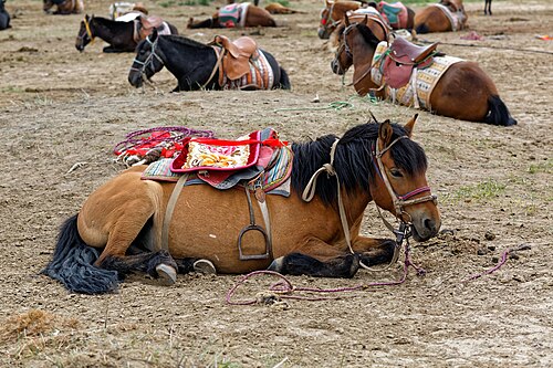 Chinese Mongolian