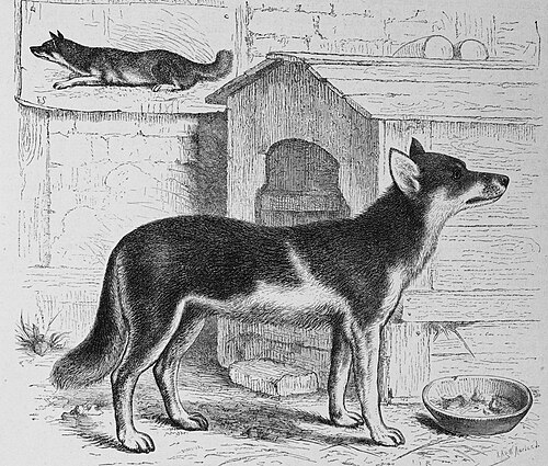 Chukotka sled dog