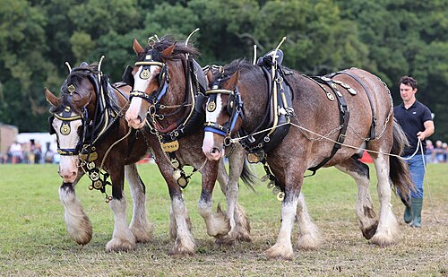 Clydesdale horse