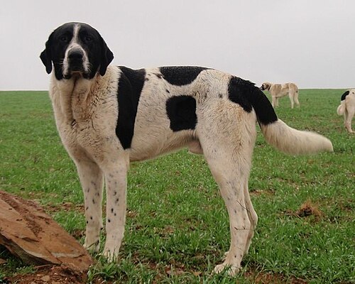 Cão de gado transmontano