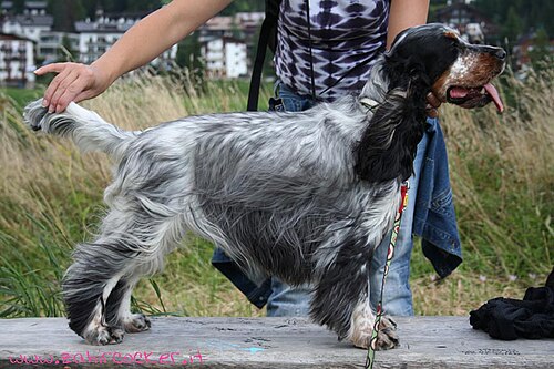cocker spaniel