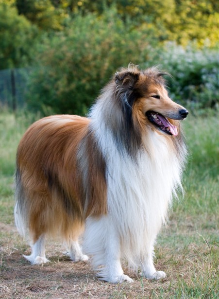 collie
