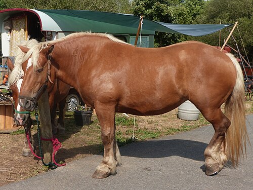 Comtois horse