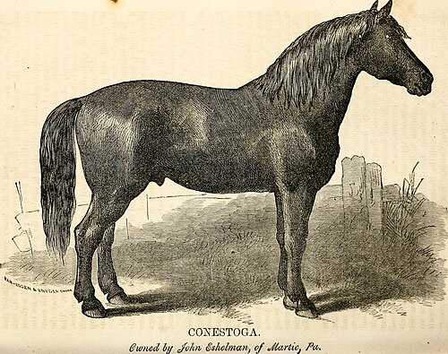 Conestoga Horse