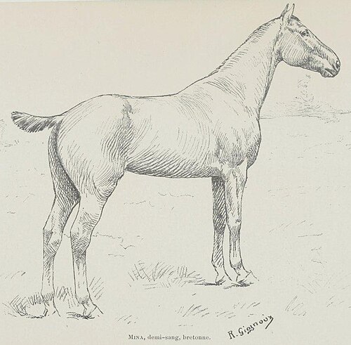 Corlay horse