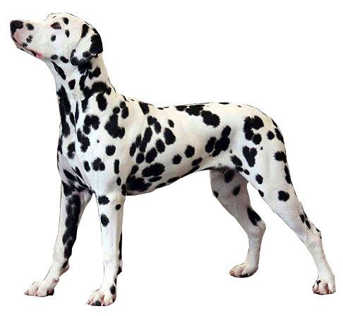 Dalmatian