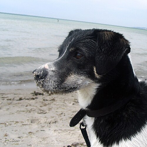 Danish Swedish Farmdog
