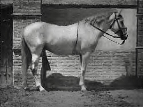 Dareshuri