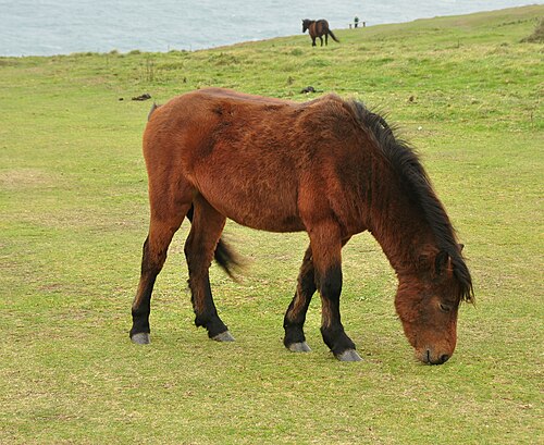 Dartmoor Pony