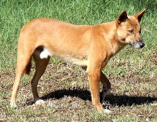 dingo