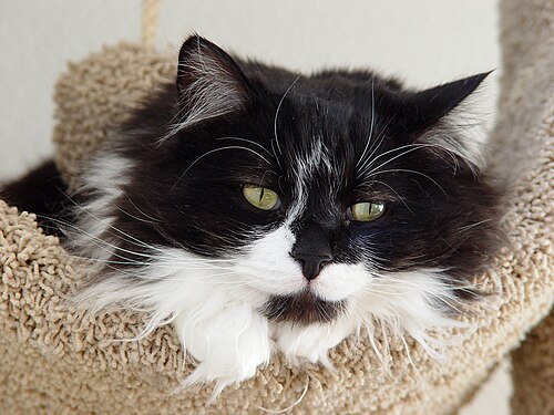 domestic long-haired cat