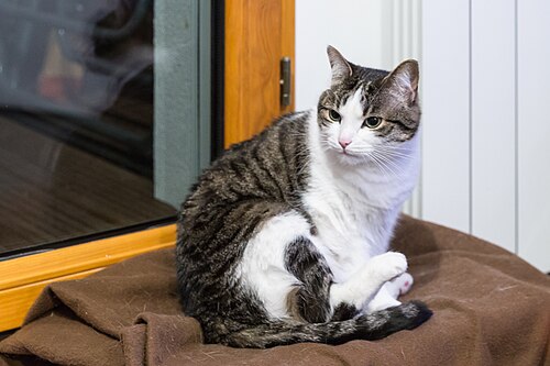 domestic short-haired cat