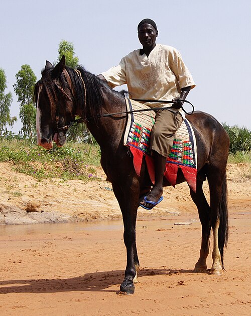Dongola horse