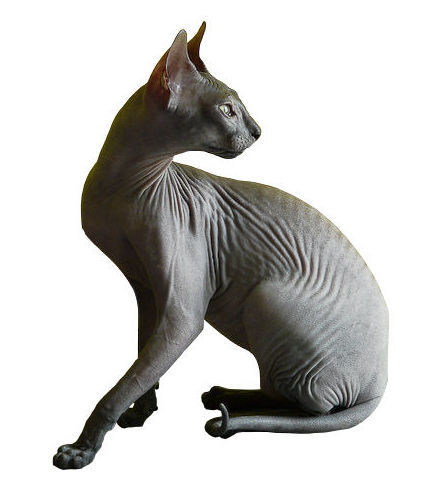 Donskoy cat