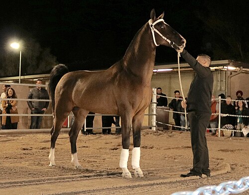 Dutch harness horse