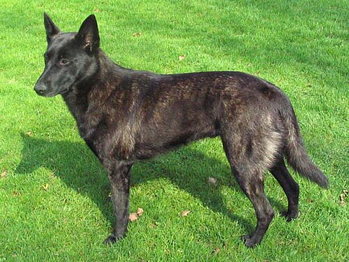 Dutch Shepherd