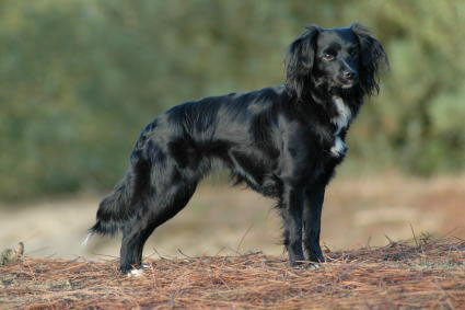 Dutch Tulip Dog