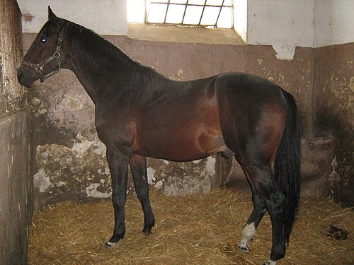 East Bulgarian