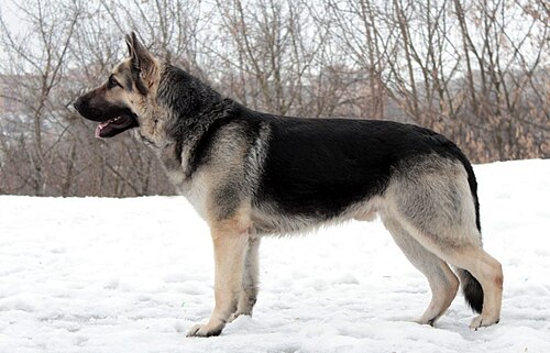 East-European Shepherd