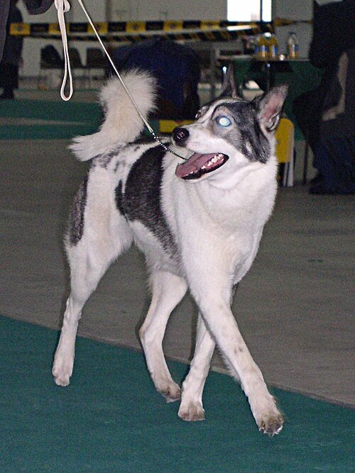 East Siberian Laika